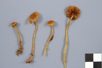 Galerina paludosa image